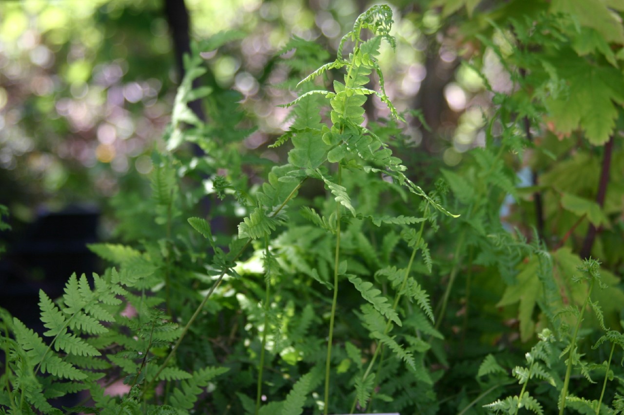 thelypteris-palustris