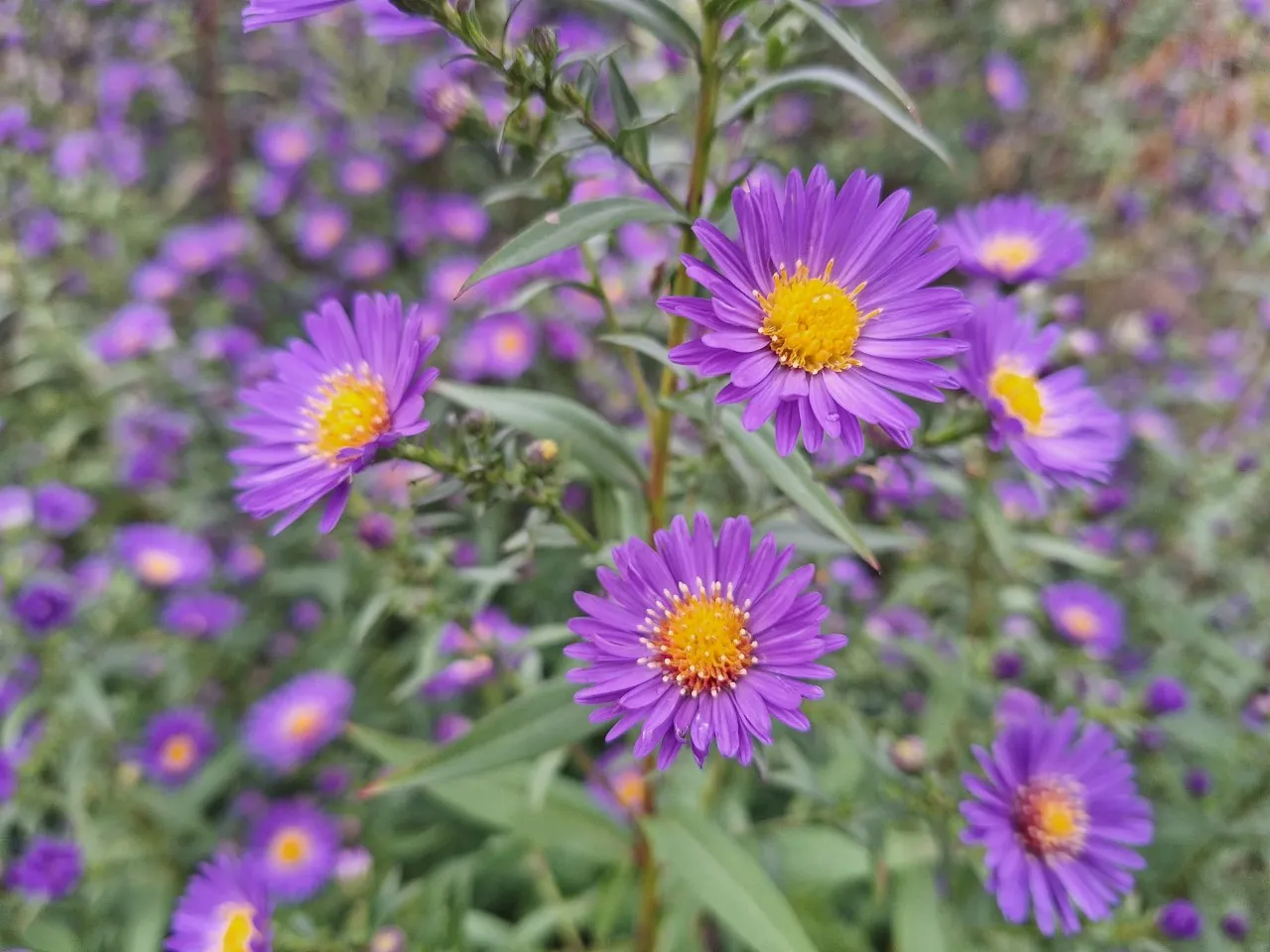 Aster novi-belgii 'Schone von Dietlikon'