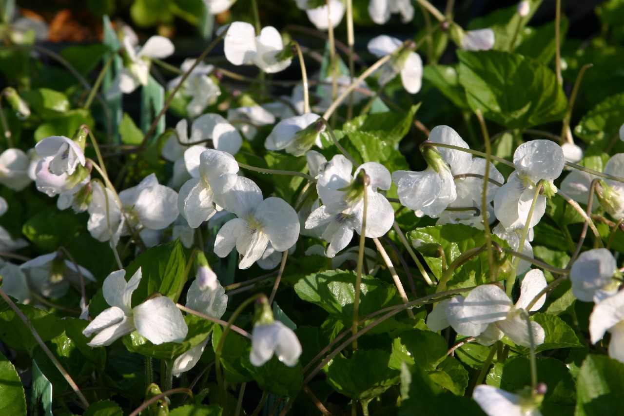 viola-sororia-albiflora