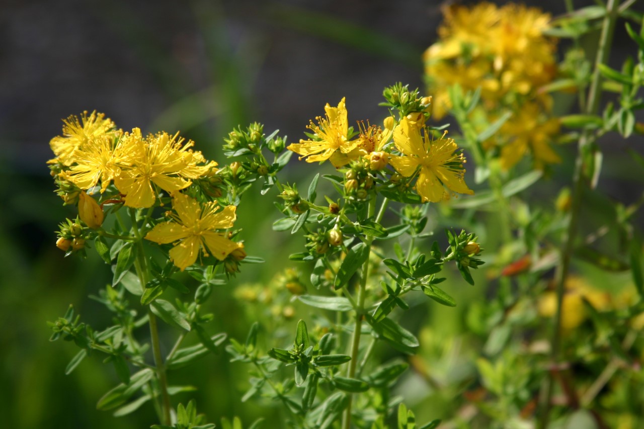 Hypericum perforatum Biologisch : P9