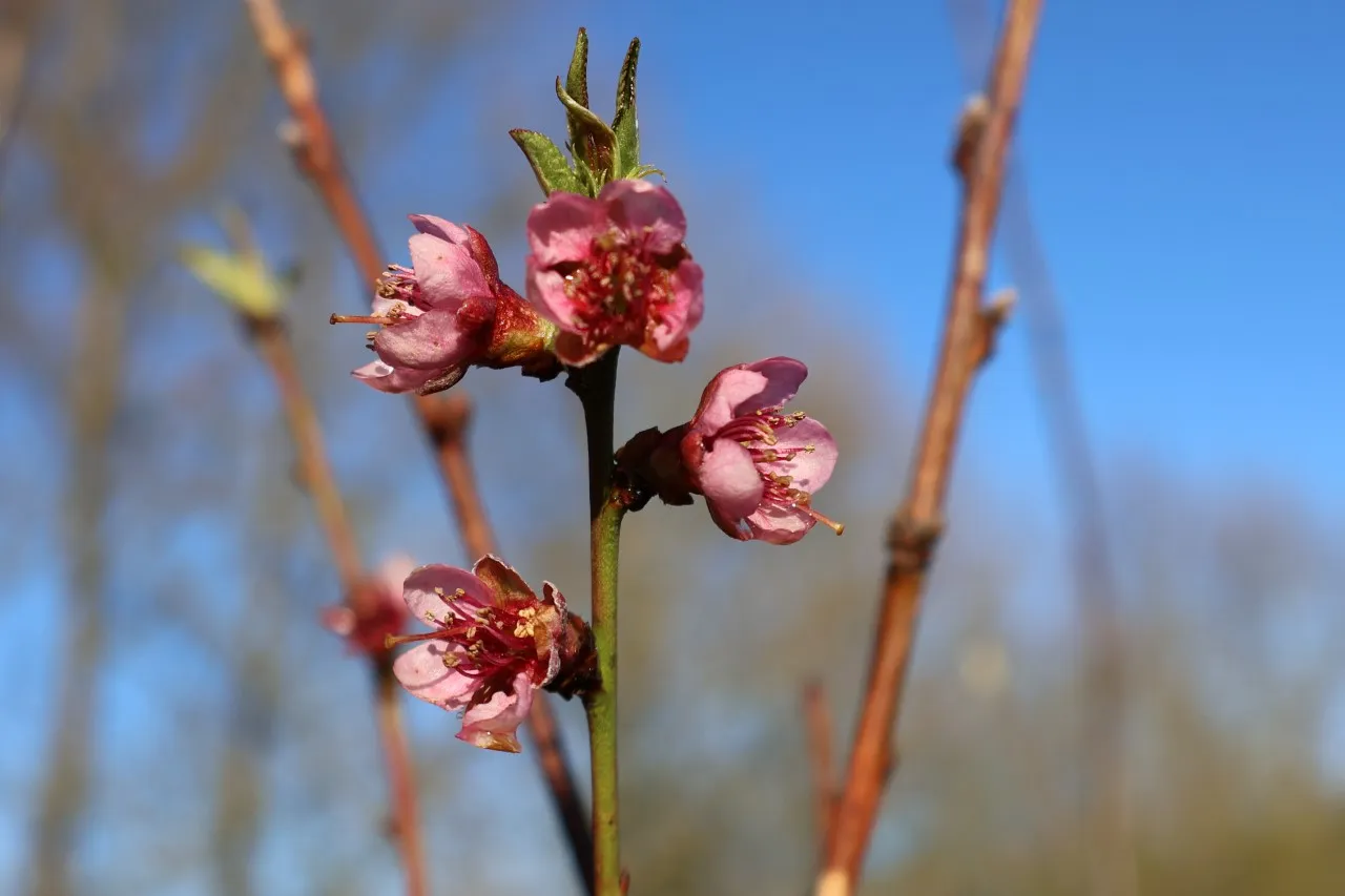 Prunus persica 'Benedicte'