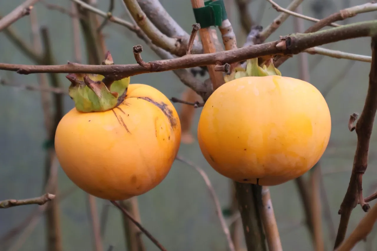 Diospyros virginiana x kaki 'Russian Red'