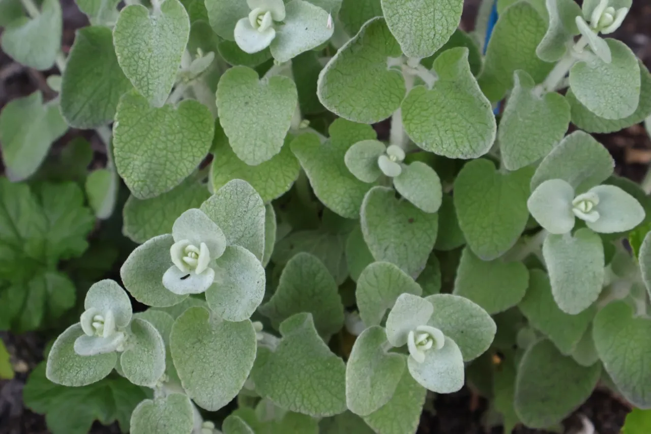 Ballota pseudodictamnus