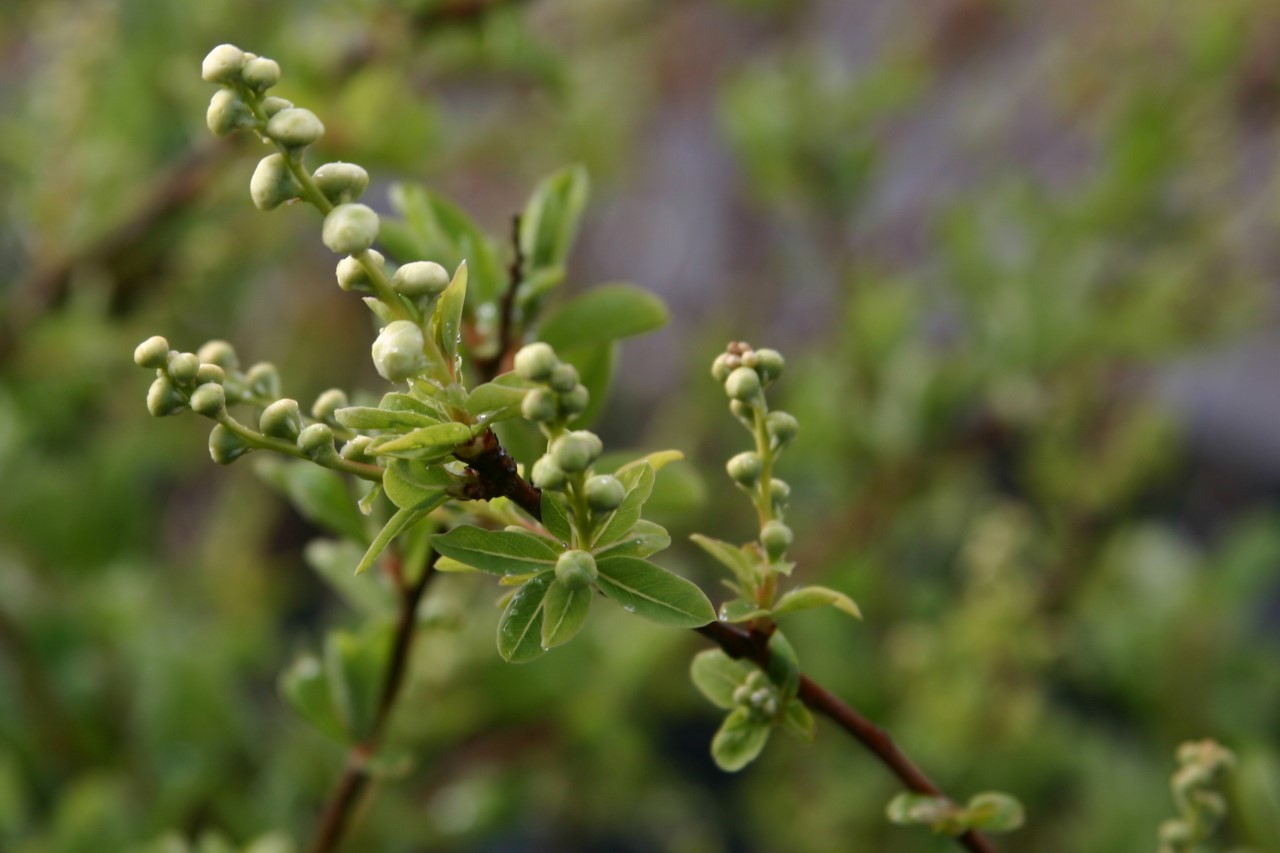 exochorda-the-bride