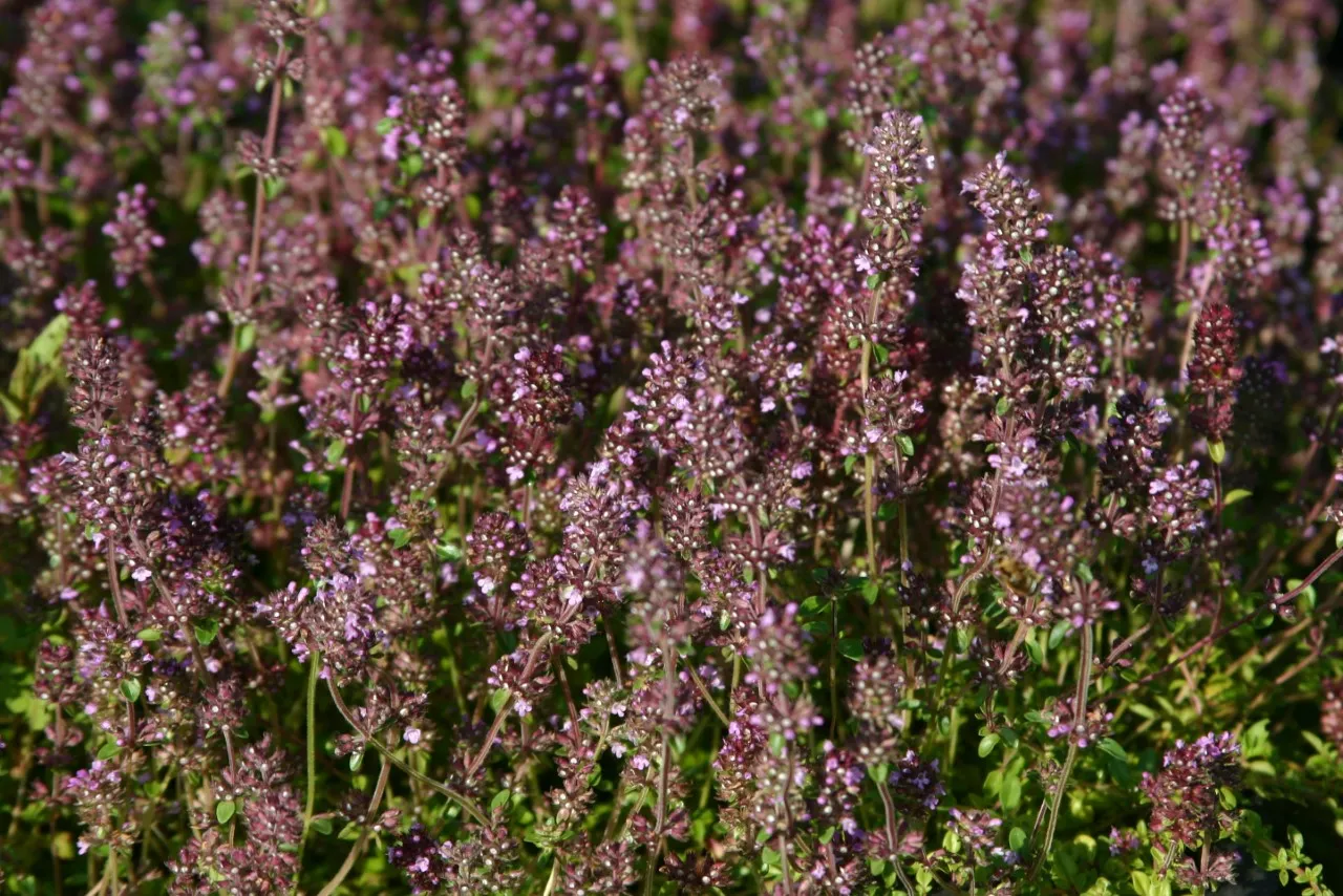 Thymus pulegioides : P9