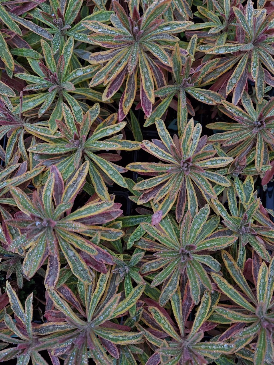 Euphorbia characias 'Ascot Rainbow' Biologisch : P9