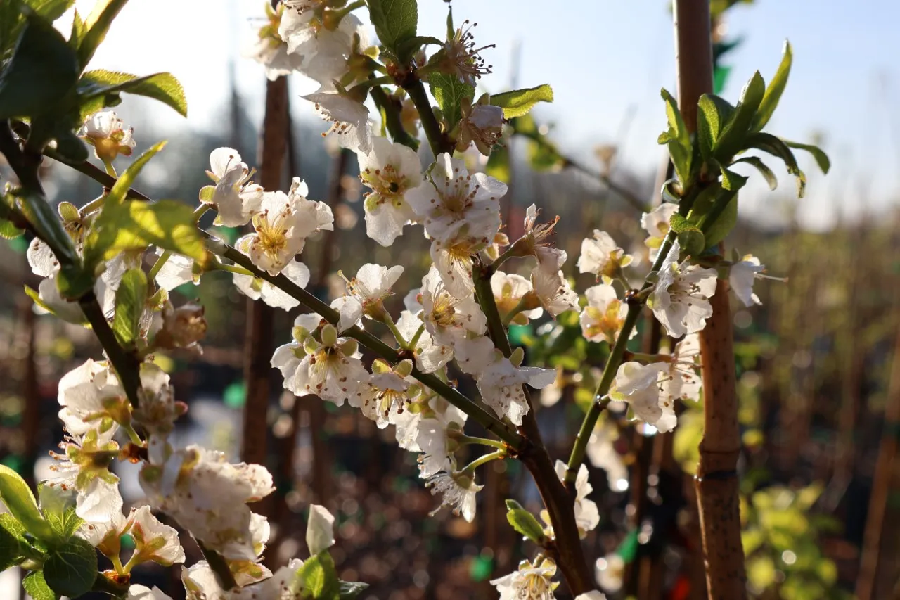 Prunus salicina 'Kometa' : C3 : 60-100 : onderstam Prunus domestica 'St Julien'