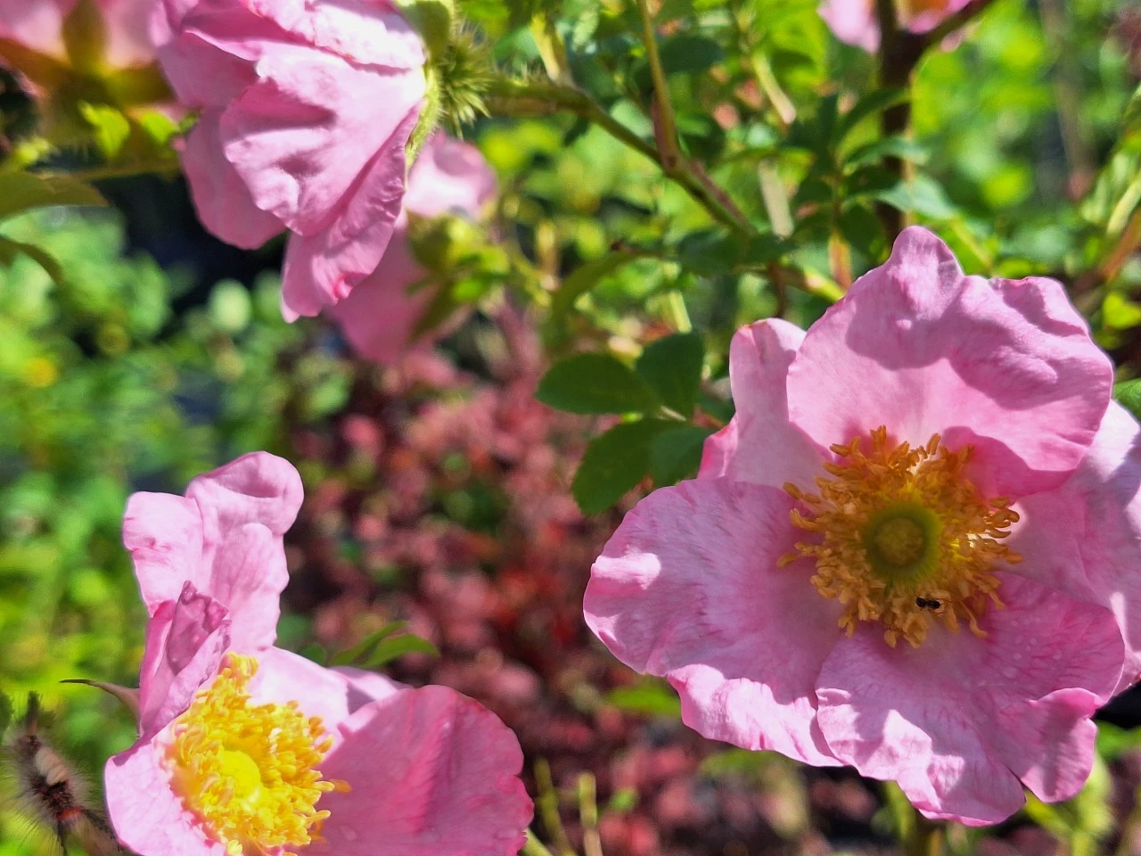 Rosa roxburghii normalis