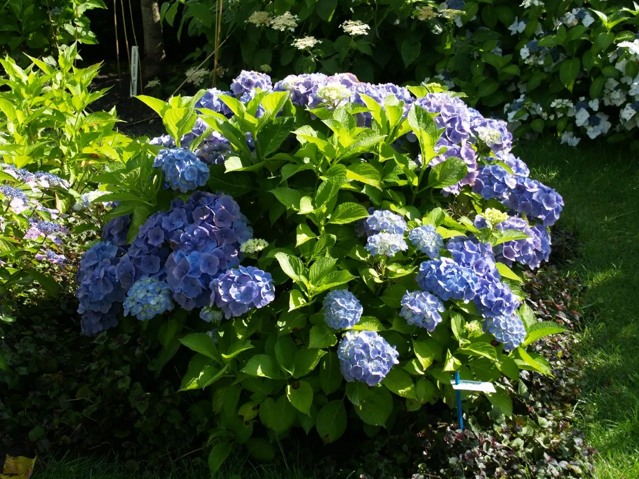Hydrangea macrophylla 'Bodensee'