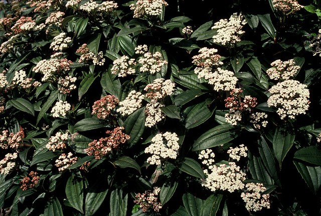 viburnum-davidii