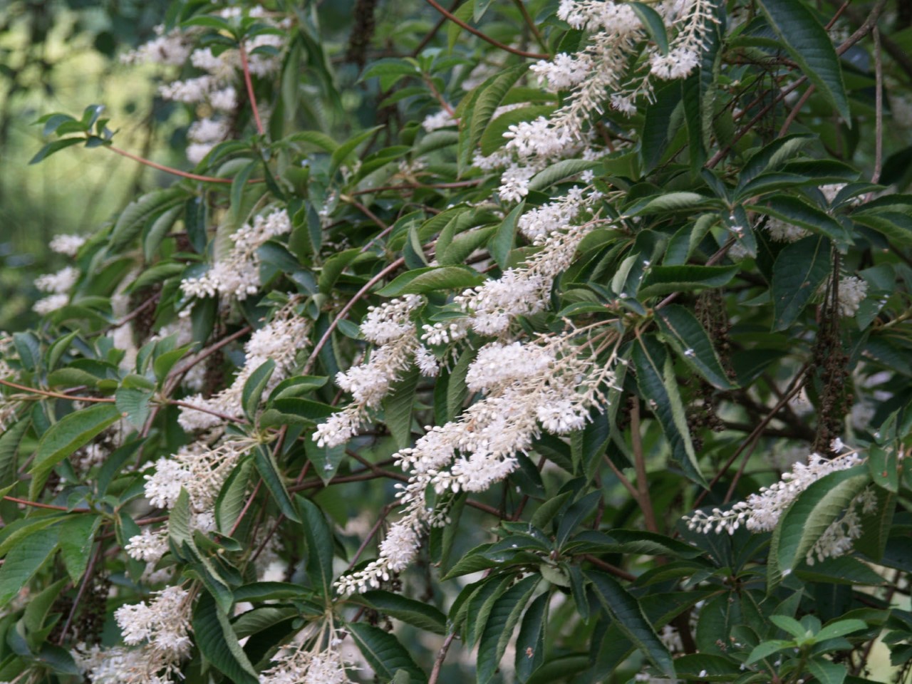 clethra-barbinervis