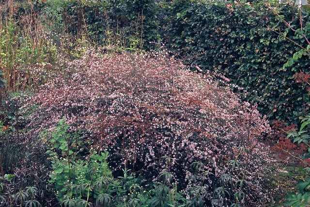 aster-lateriflorus-lady-in-black