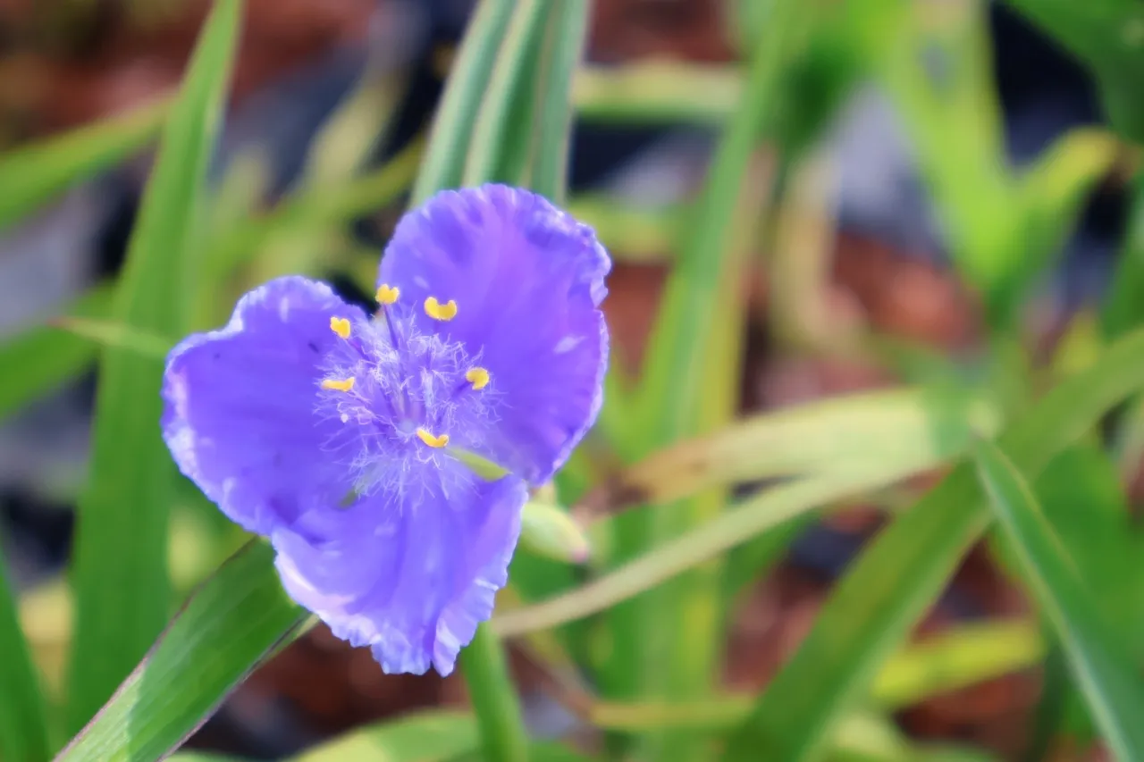 Tradescantia 'J.C. Weguelin'