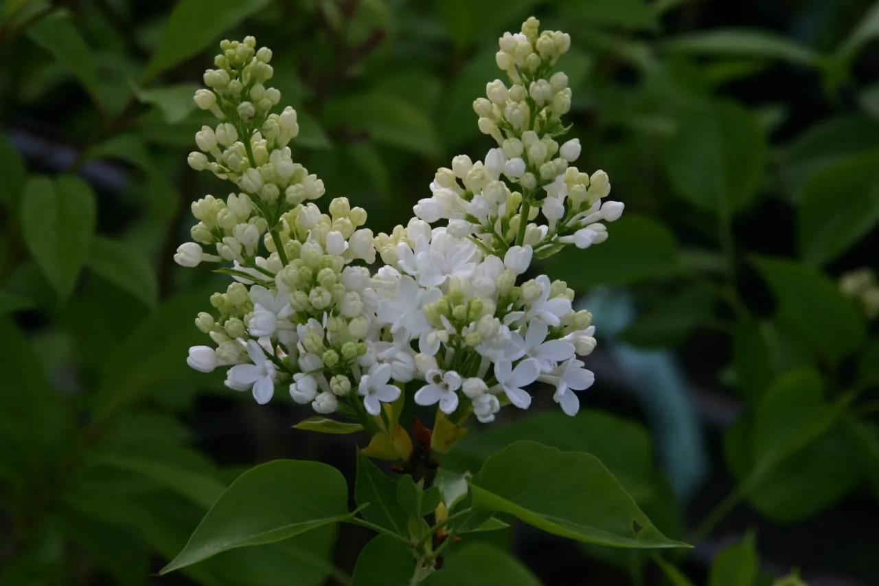 Syringa vulgaris 'Primrose' : C2 : 15-30