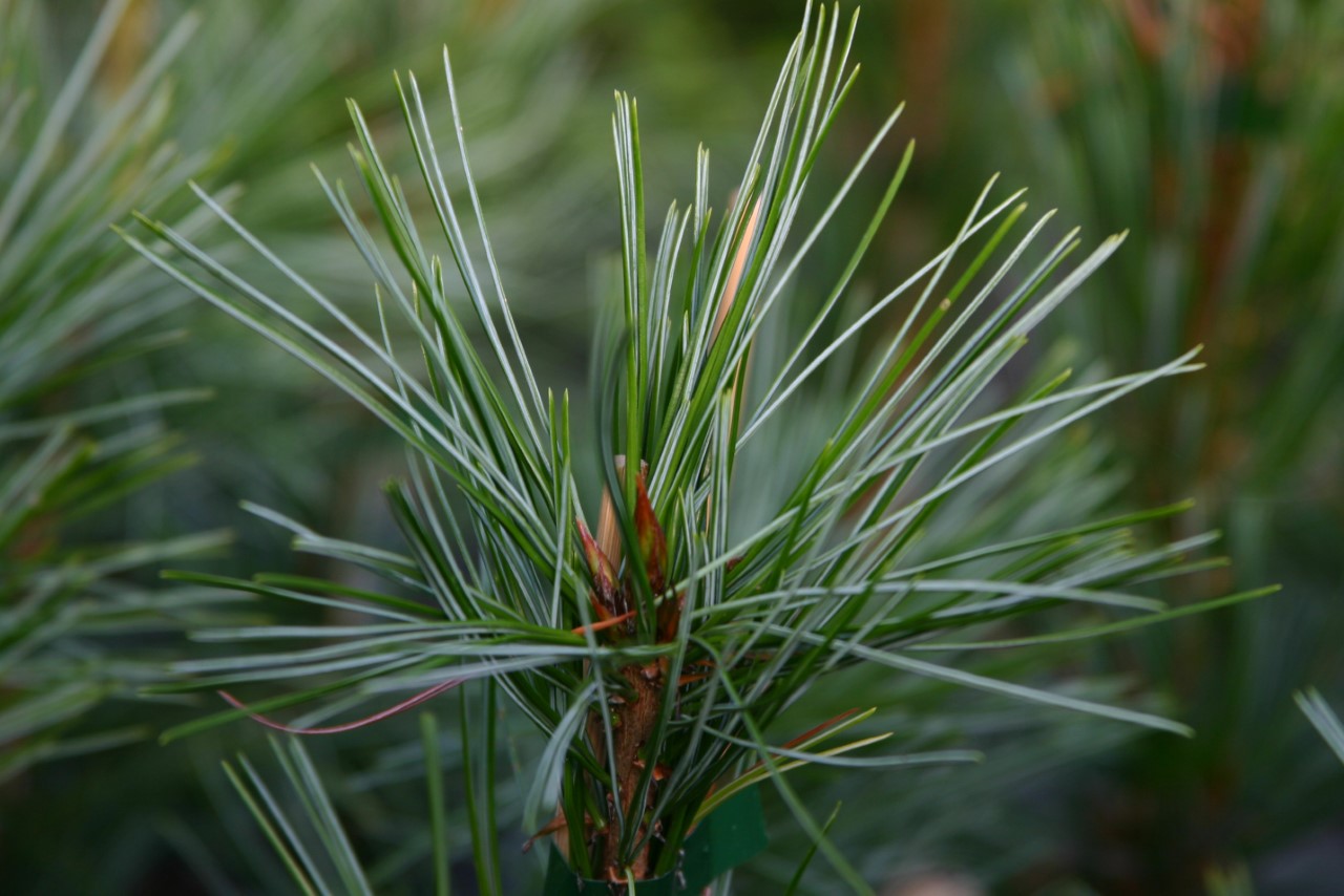 pinus-koraiensis-amur