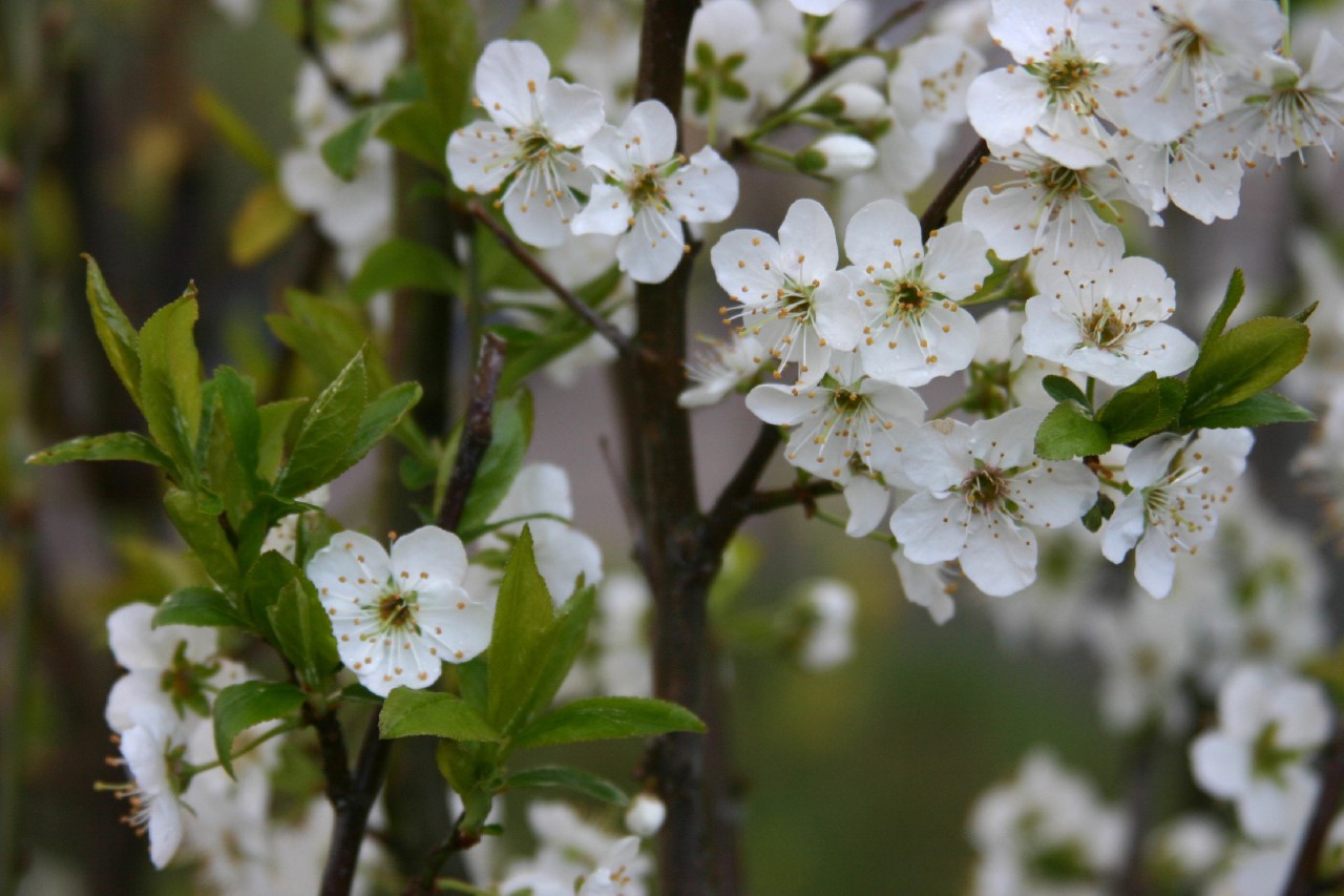 prunus-salicina-shiro