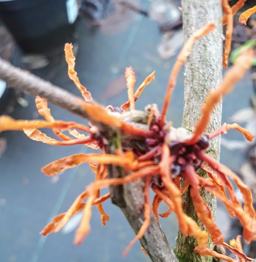 hamamelis-x-intermedia-aphrodite