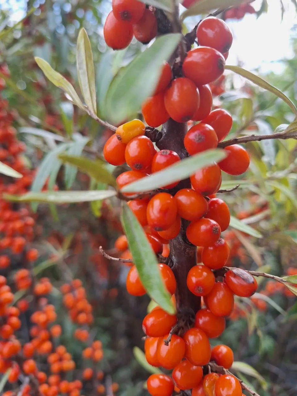 Hippophae rhamnoides 'Sirola' : C2 : 30-60