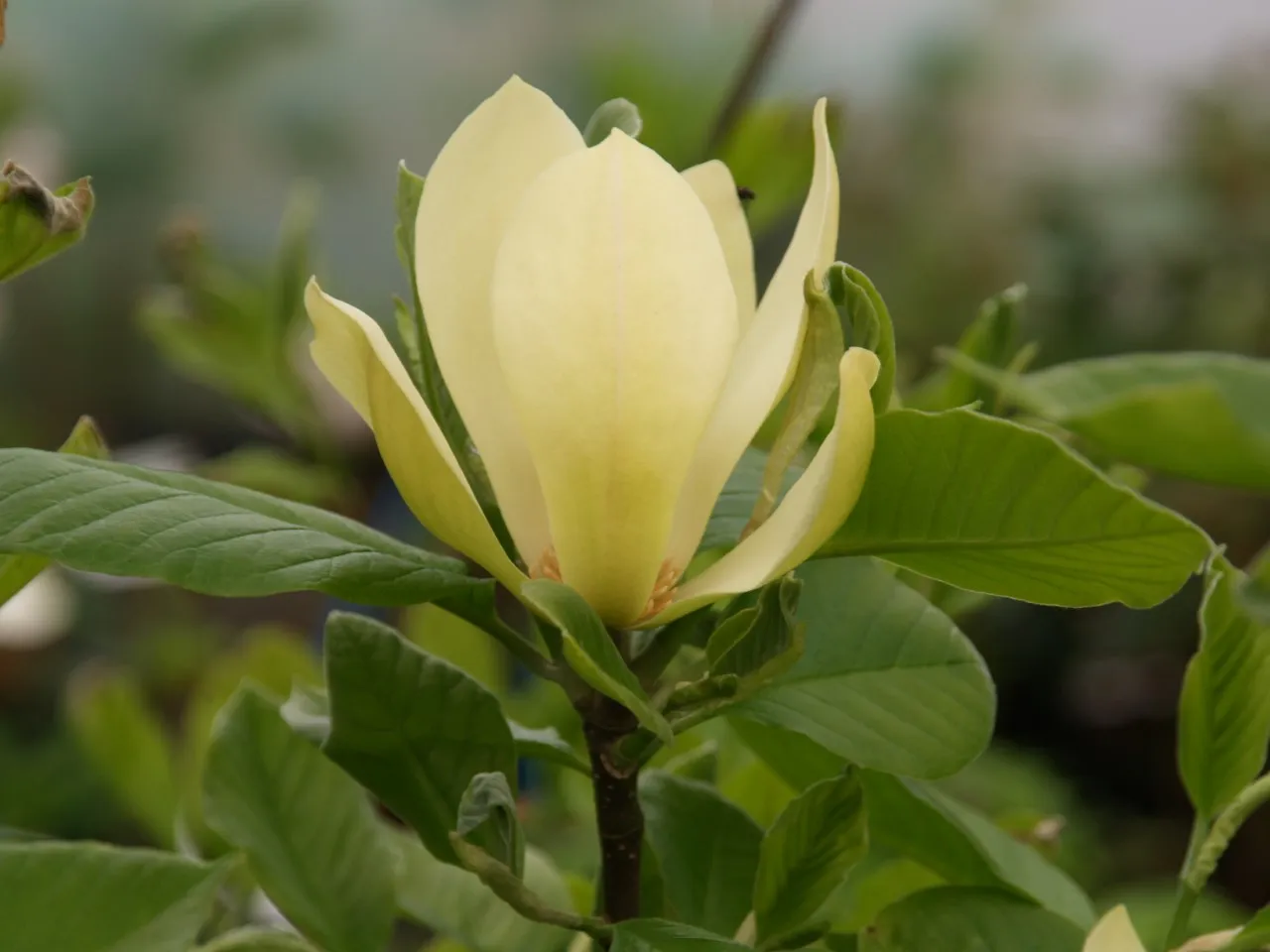 Magnolia 'Solar Flair'