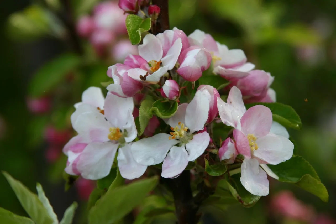 Malus domestica 'James Grieve' : C7.5 : 150-200 : onderstam Malus domestica 'MM 26'