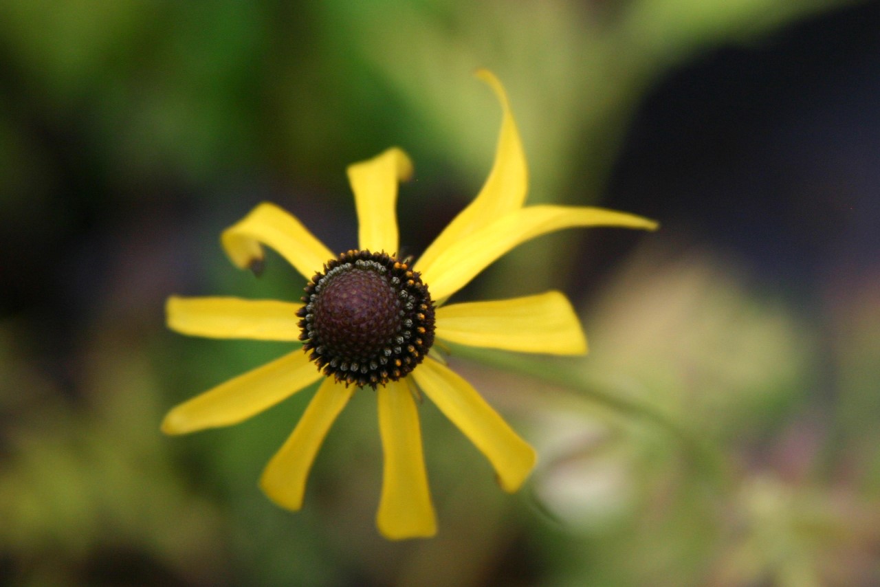 ratibida-pinnata