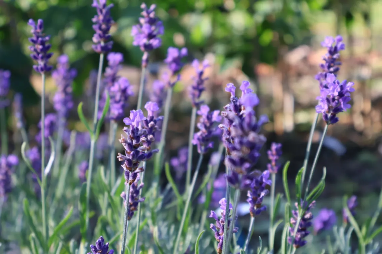 Lavandula angustifolia 'Silver Blue'