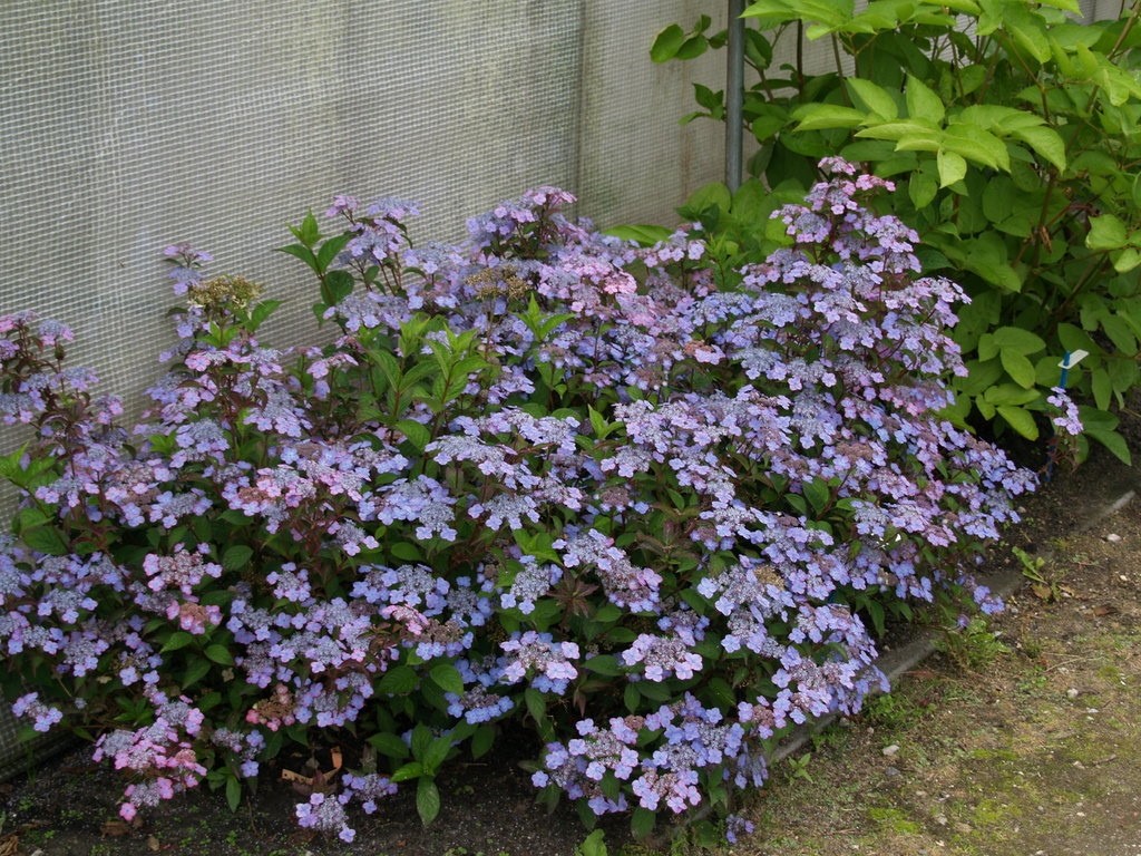 hydrangea-serrata-mount-aso