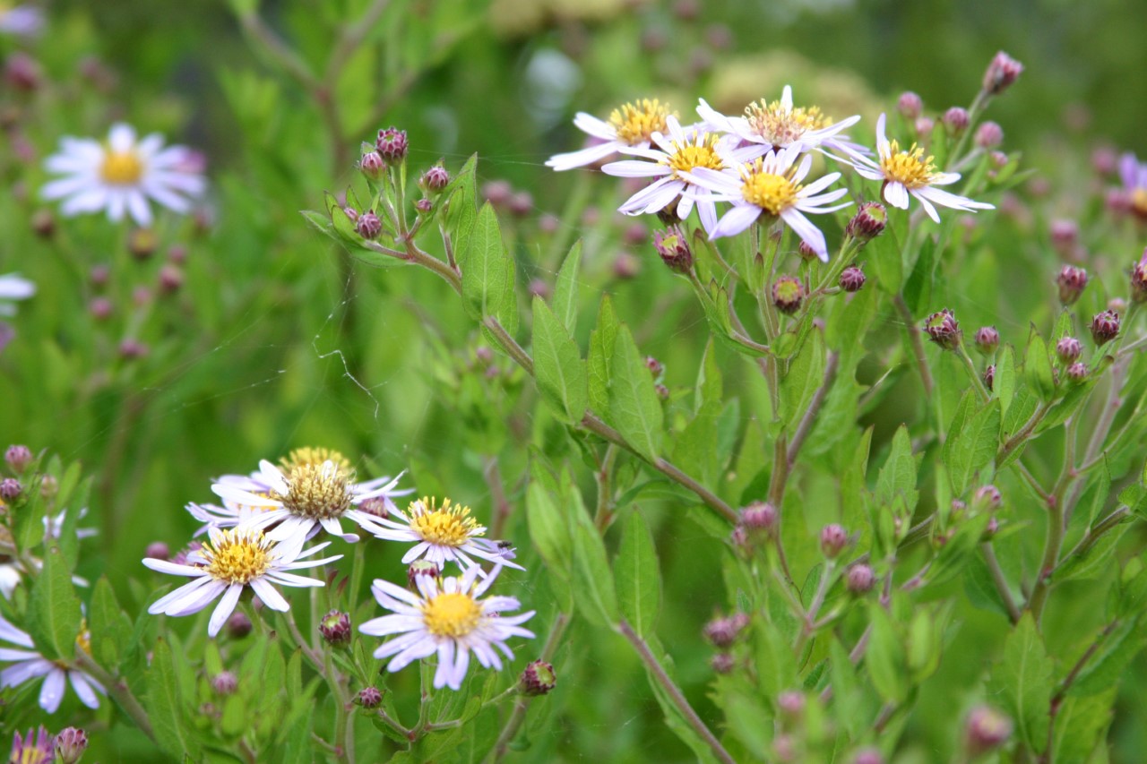aster-ageratoides-asran