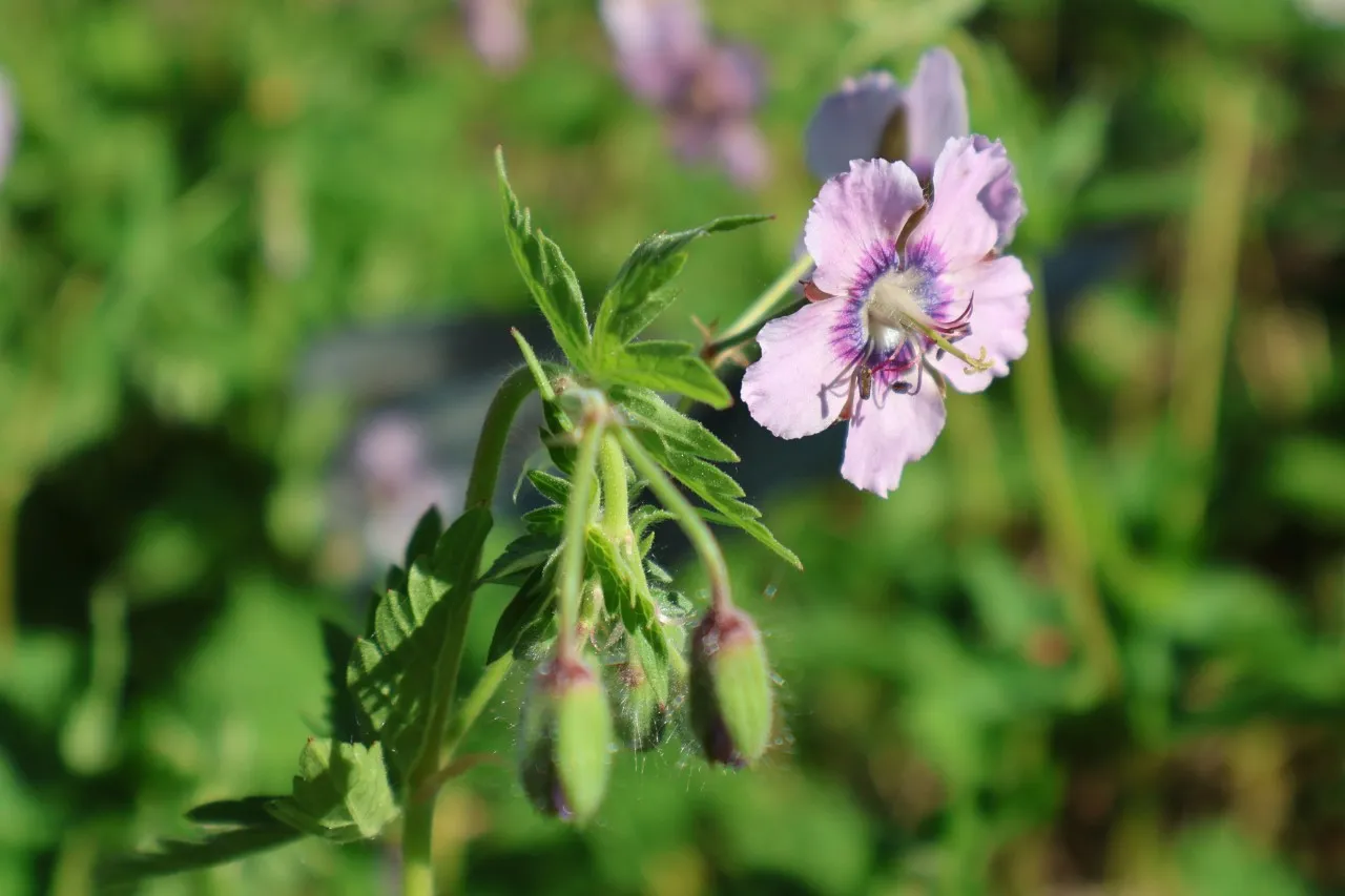 Geranium phaeum 'Lily Lovell' : P9