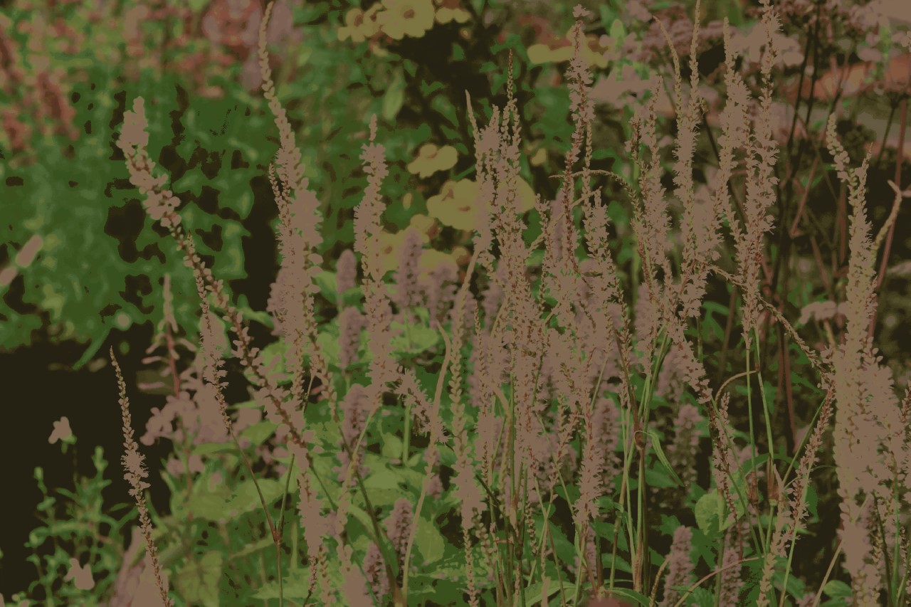 Persicaria amplexicaulis 'Alba' Biologisch : P9