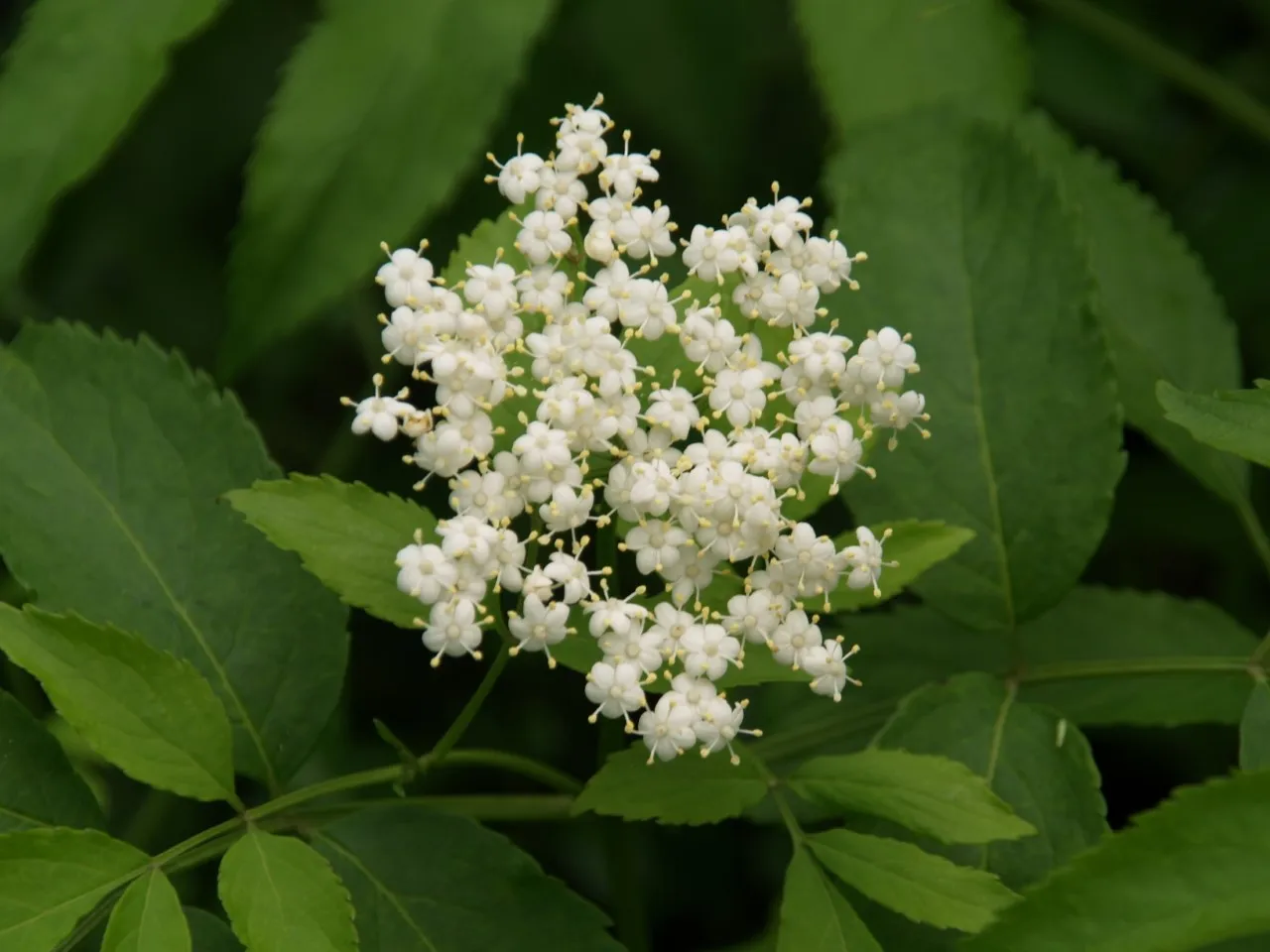 Sambucus canadensis 'John's'