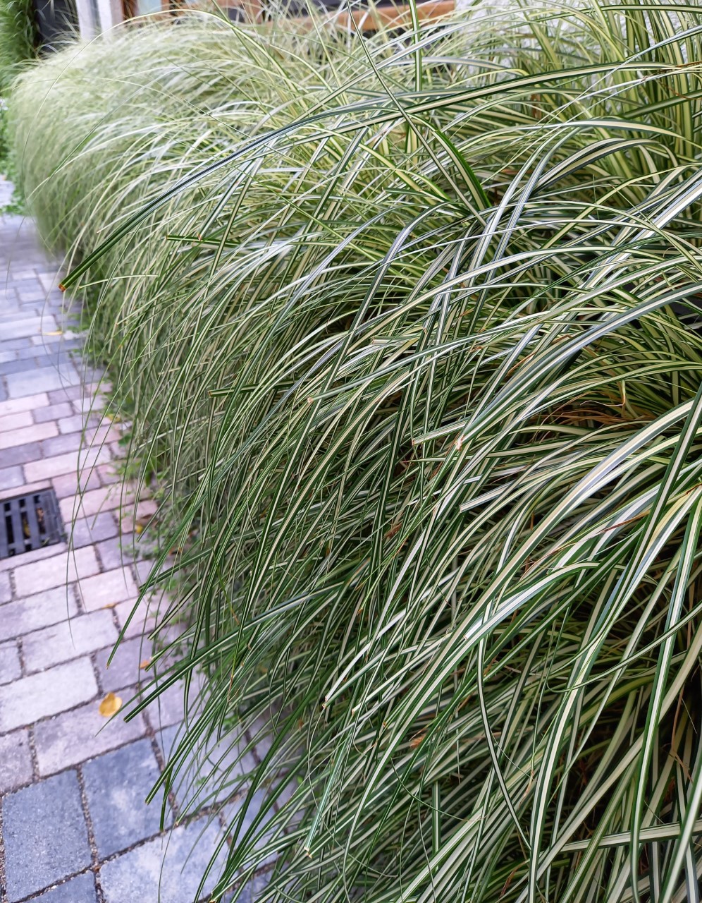 Carex oshimensis 'Evergold' carex-oshimensis-evergold