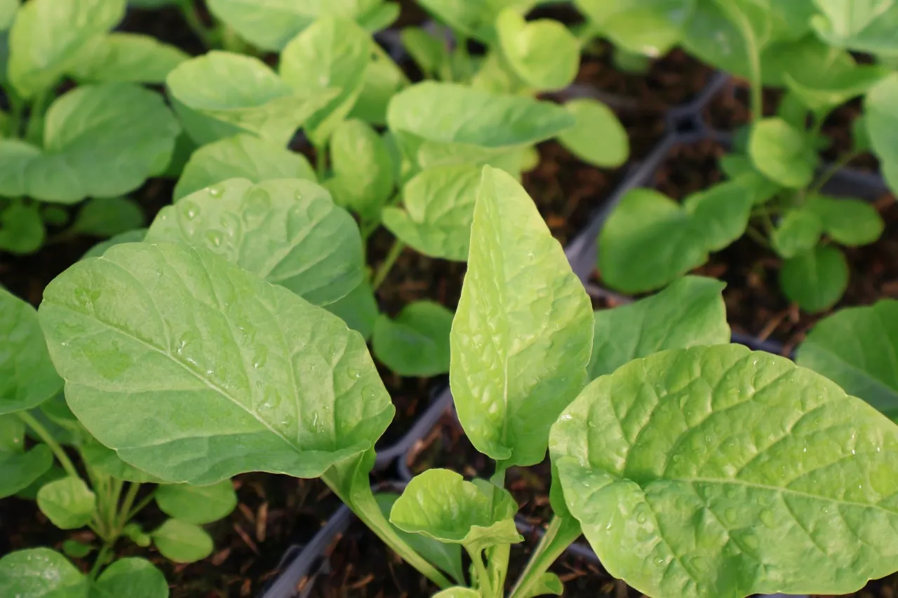 Peltaria alliacea : P9