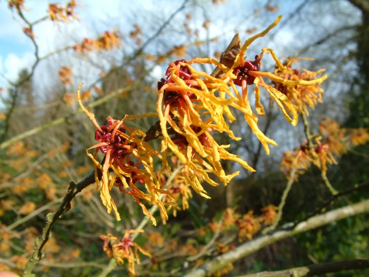 Hamamelis x intermedia 'Orange Beauty'