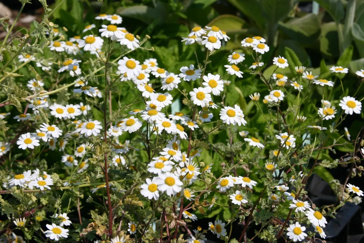 Tanacetum niveum 'Jackpot'