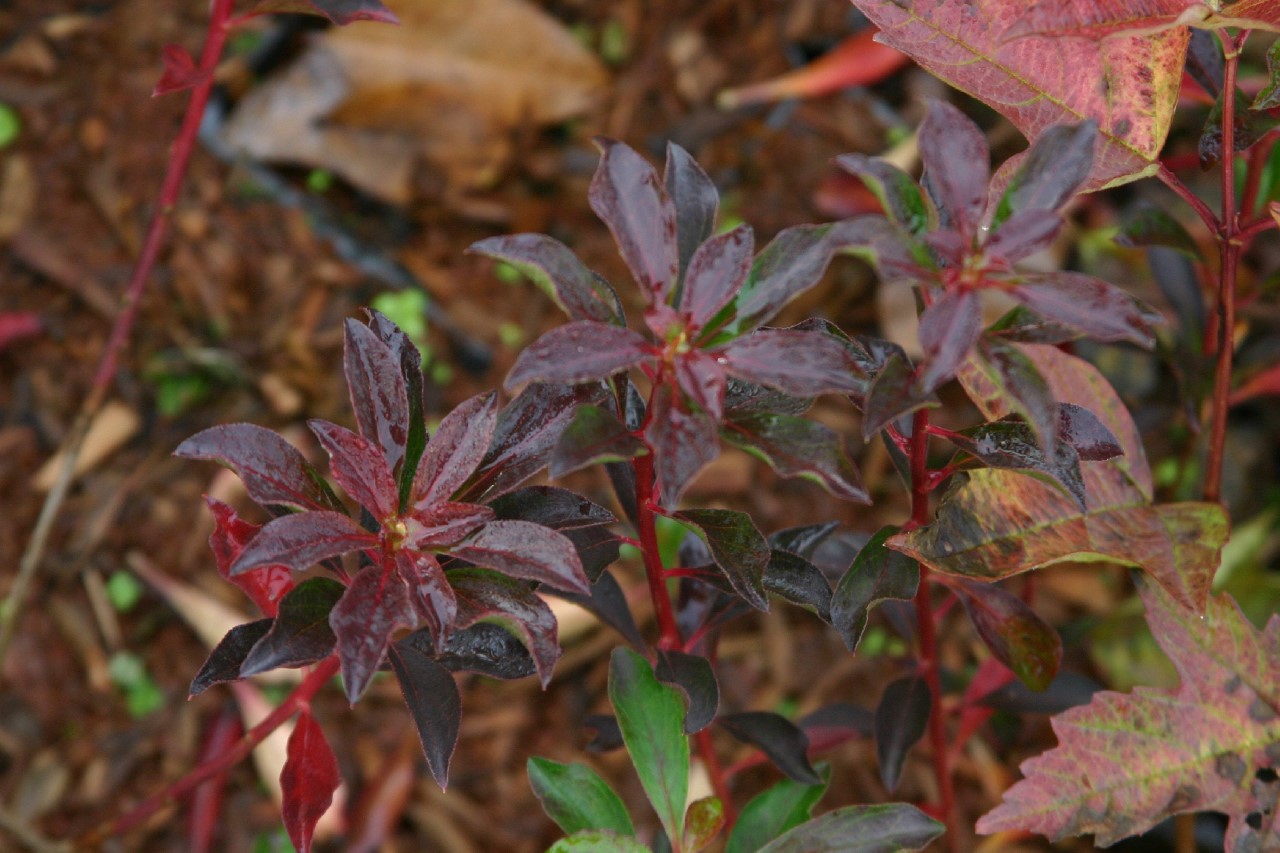enkianthus-campanulatus-ruby-glow
