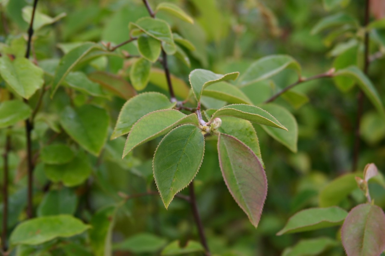 pseudocydonia-sinensis