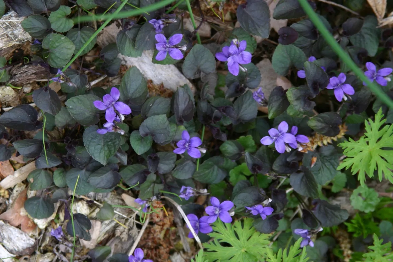 Viola labradorica 'Purpurea'