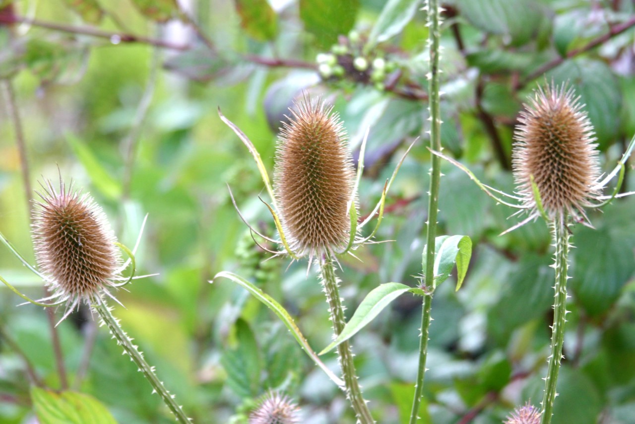 dipsacus-sativus