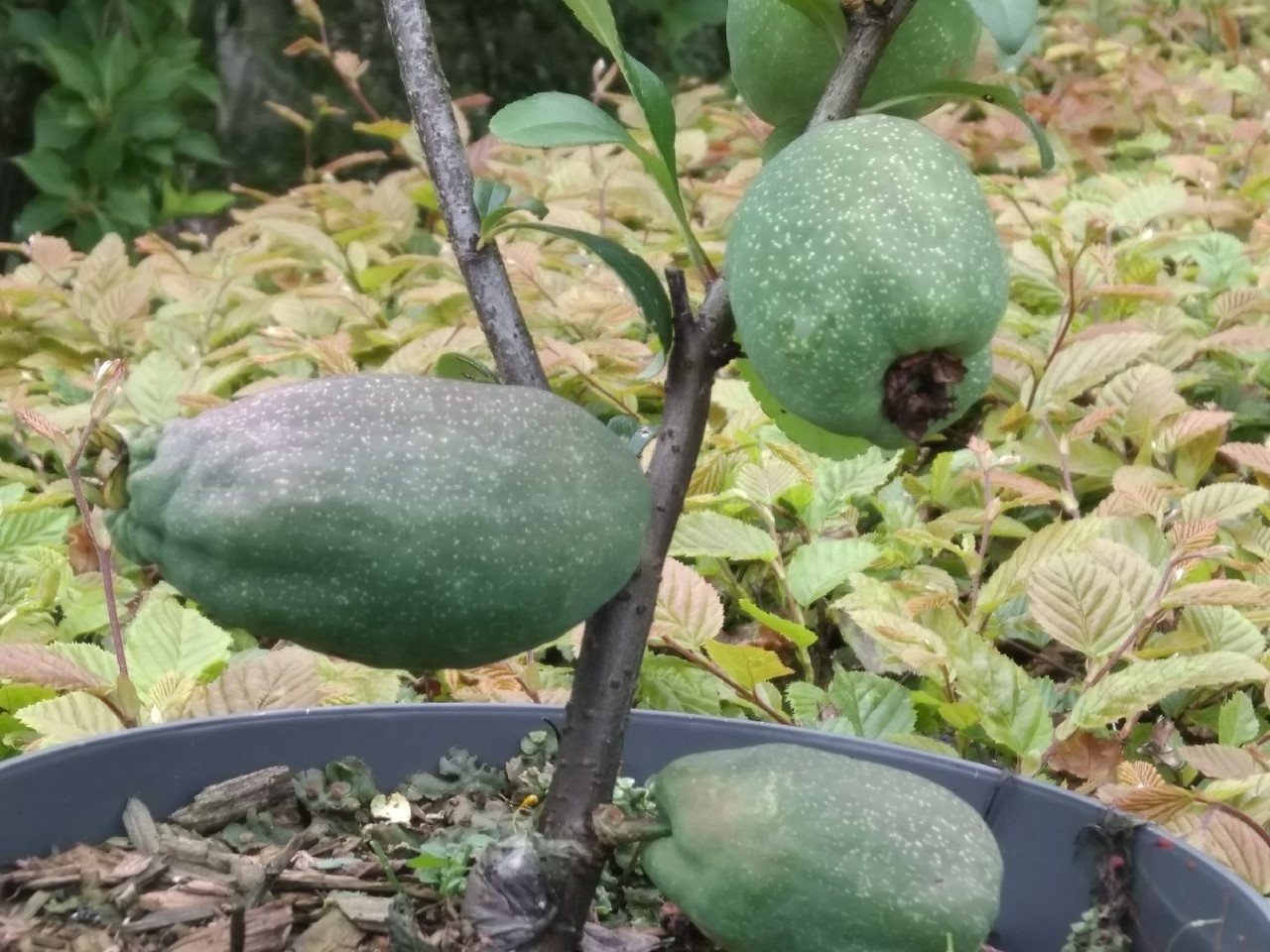 chaenomeles-x-californica-maksym