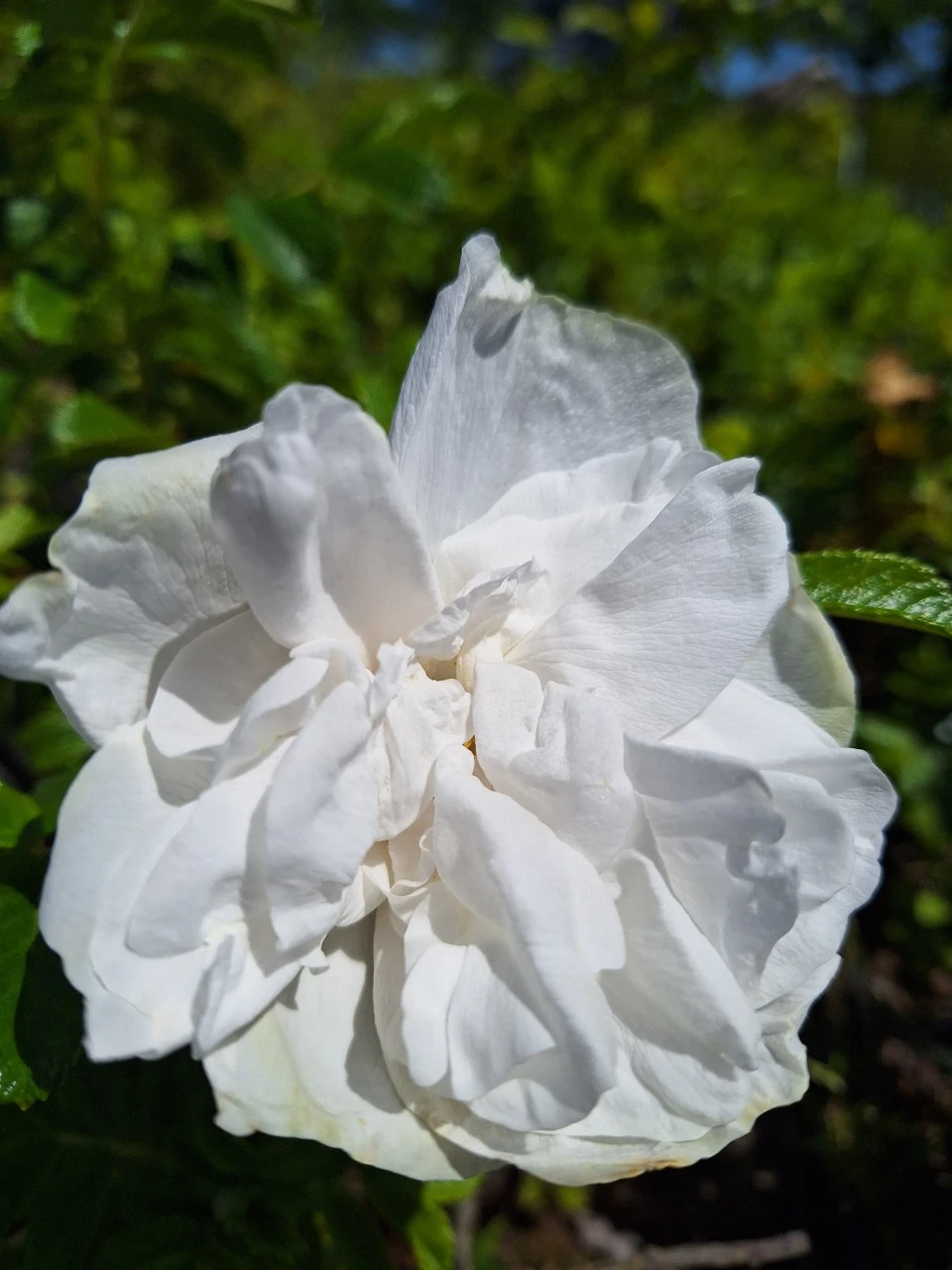 Rosa (R) 'Blanc Double de Coubert' : C3 : 30-60