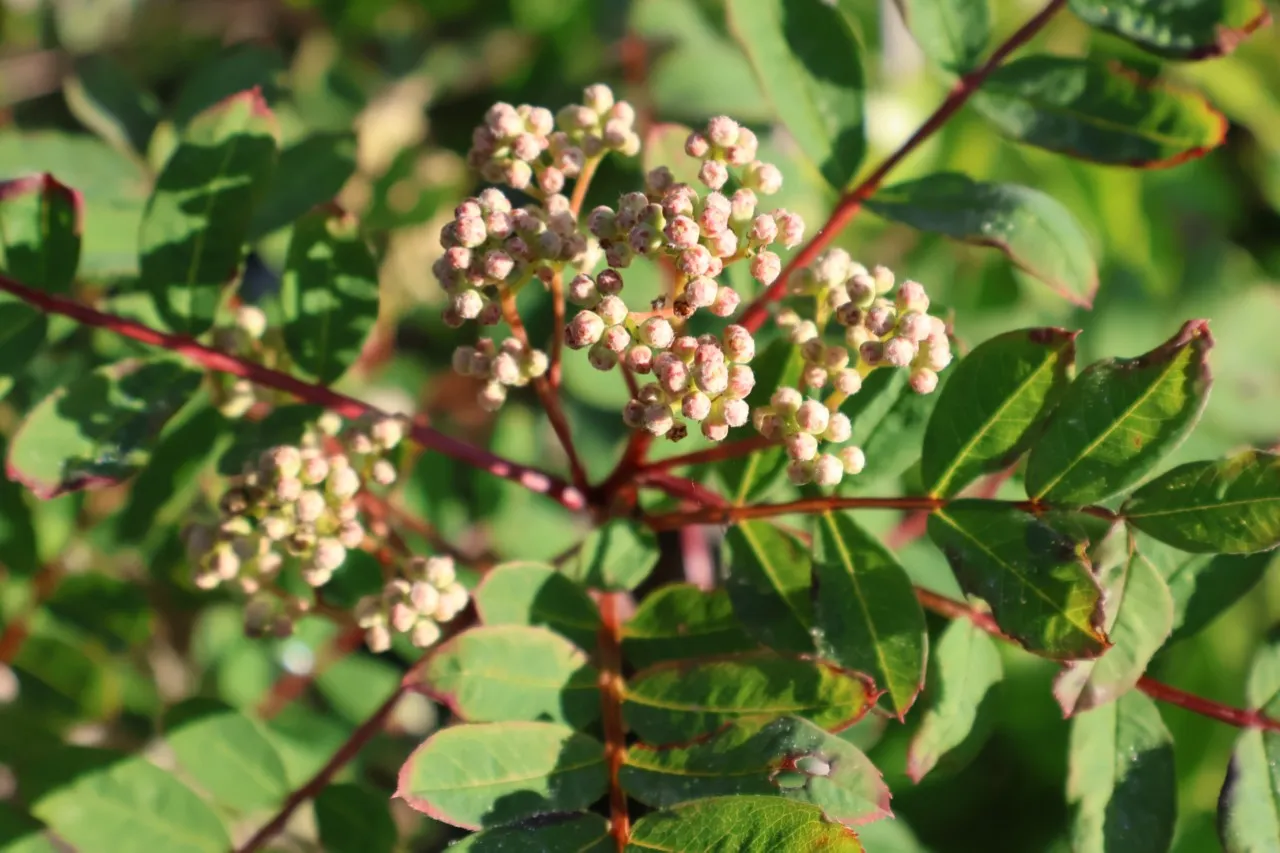 Sorbus hupehensis 'November Pink' : C3 : 30-60