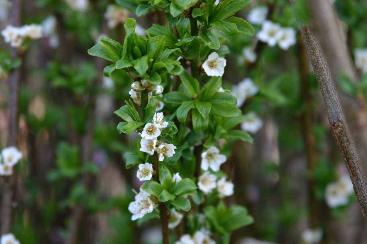 prunus-salicina-kometa