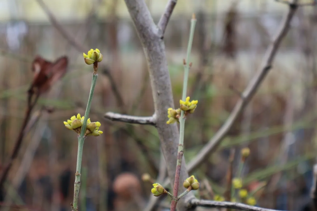 Cornus mas 'Violacea'