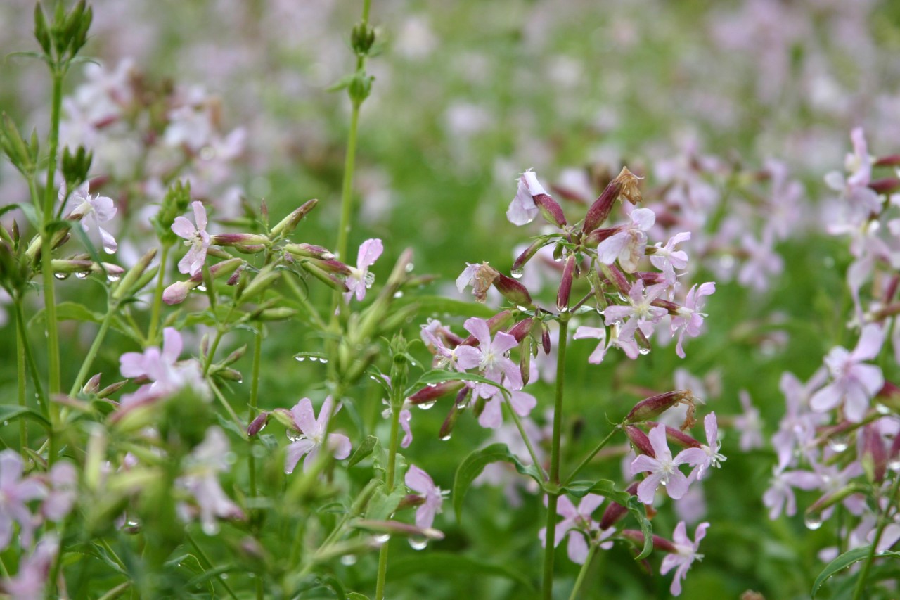 saponaria-officinalis