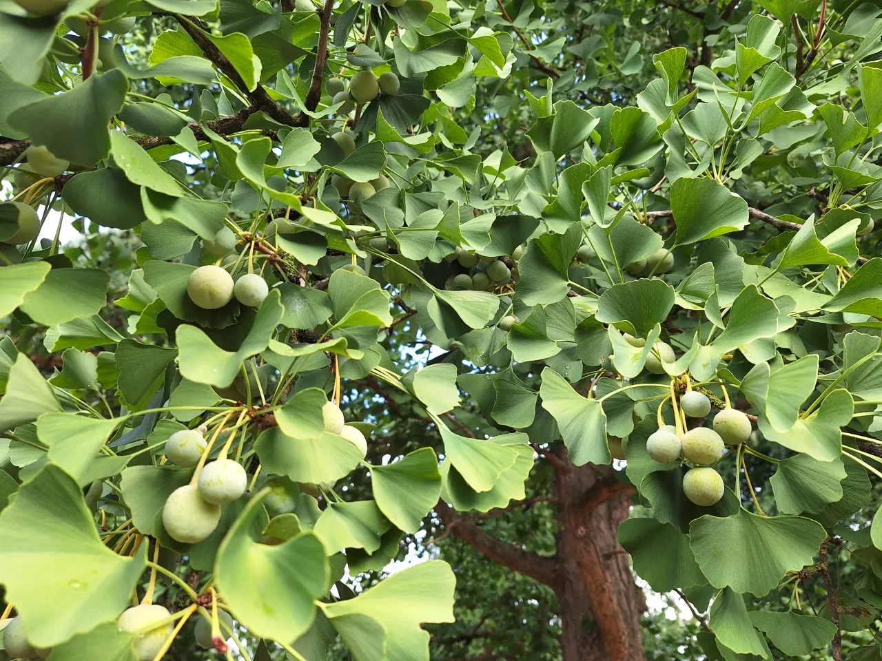 Ginkgo biloba : C3 : 60-100