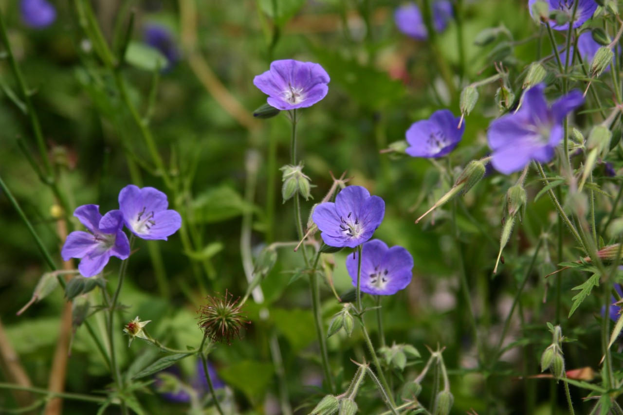 geranium-brookside