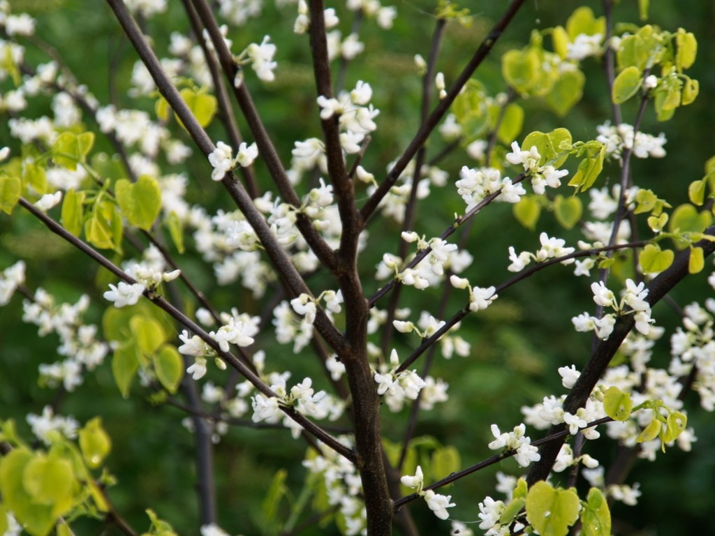 cercis-canadensis-royal-white