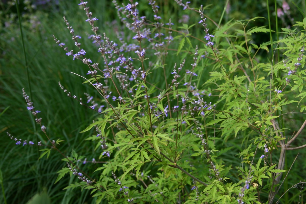 vitex-negundo-heterophylla