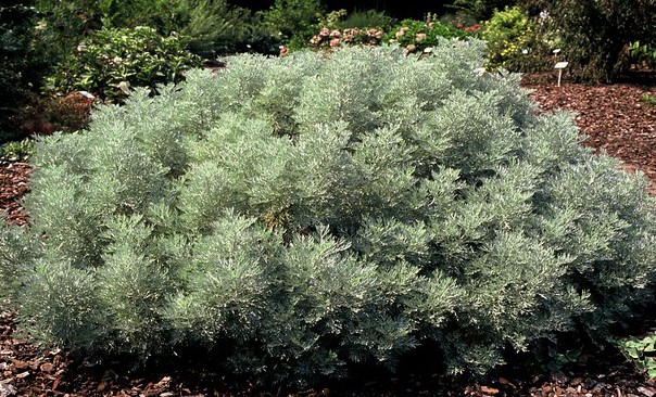 artemisia-powis-castle
